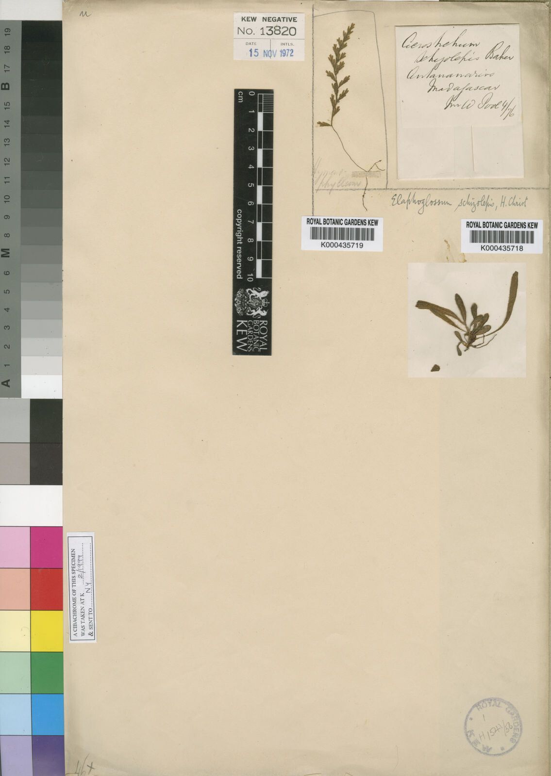 Elaphoglossum schizolepis — houseplant care guide