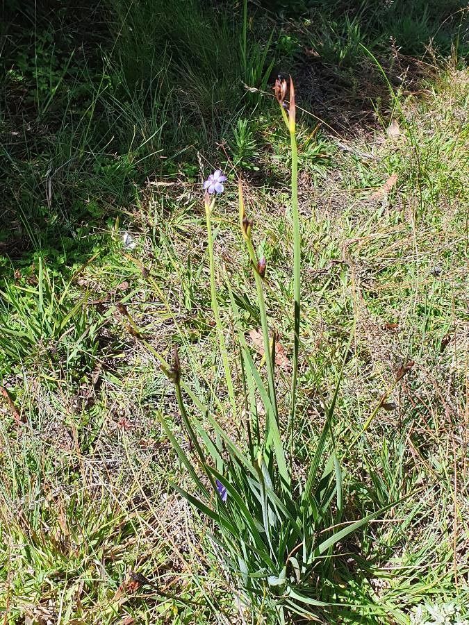 Aristea abyssinica habit