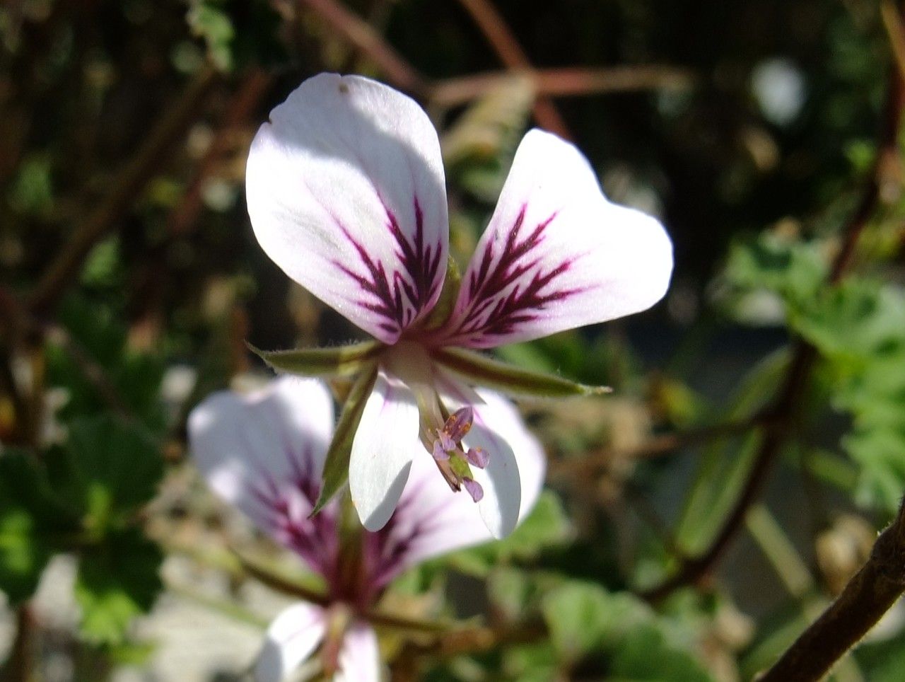 Pelargonium myrrhifolium flower