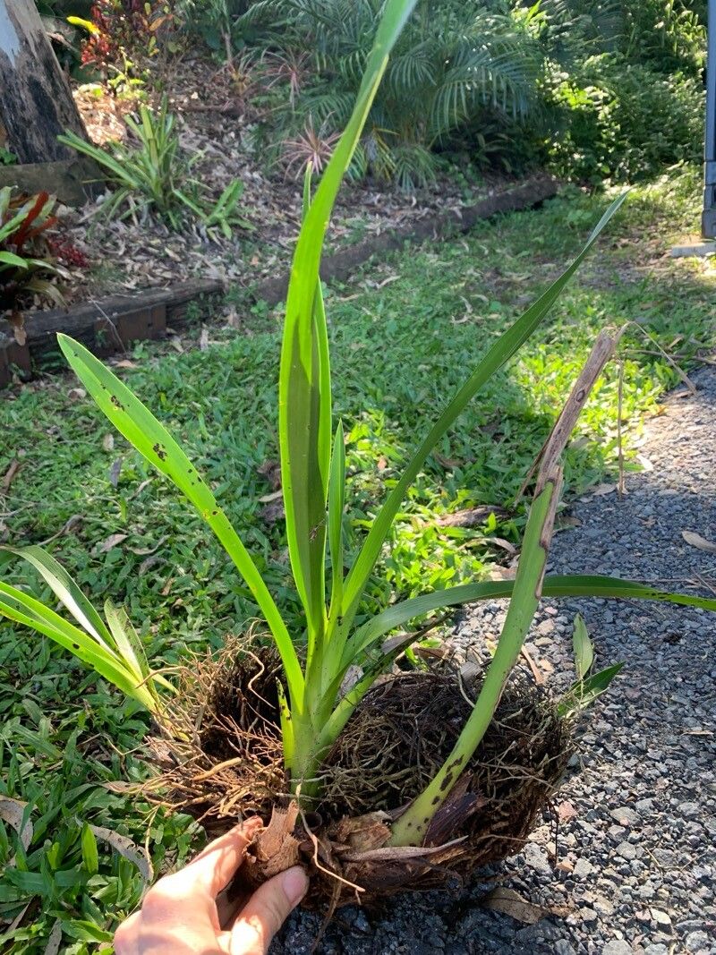 Cymbidium madidum — search result for 'Cymbidium'