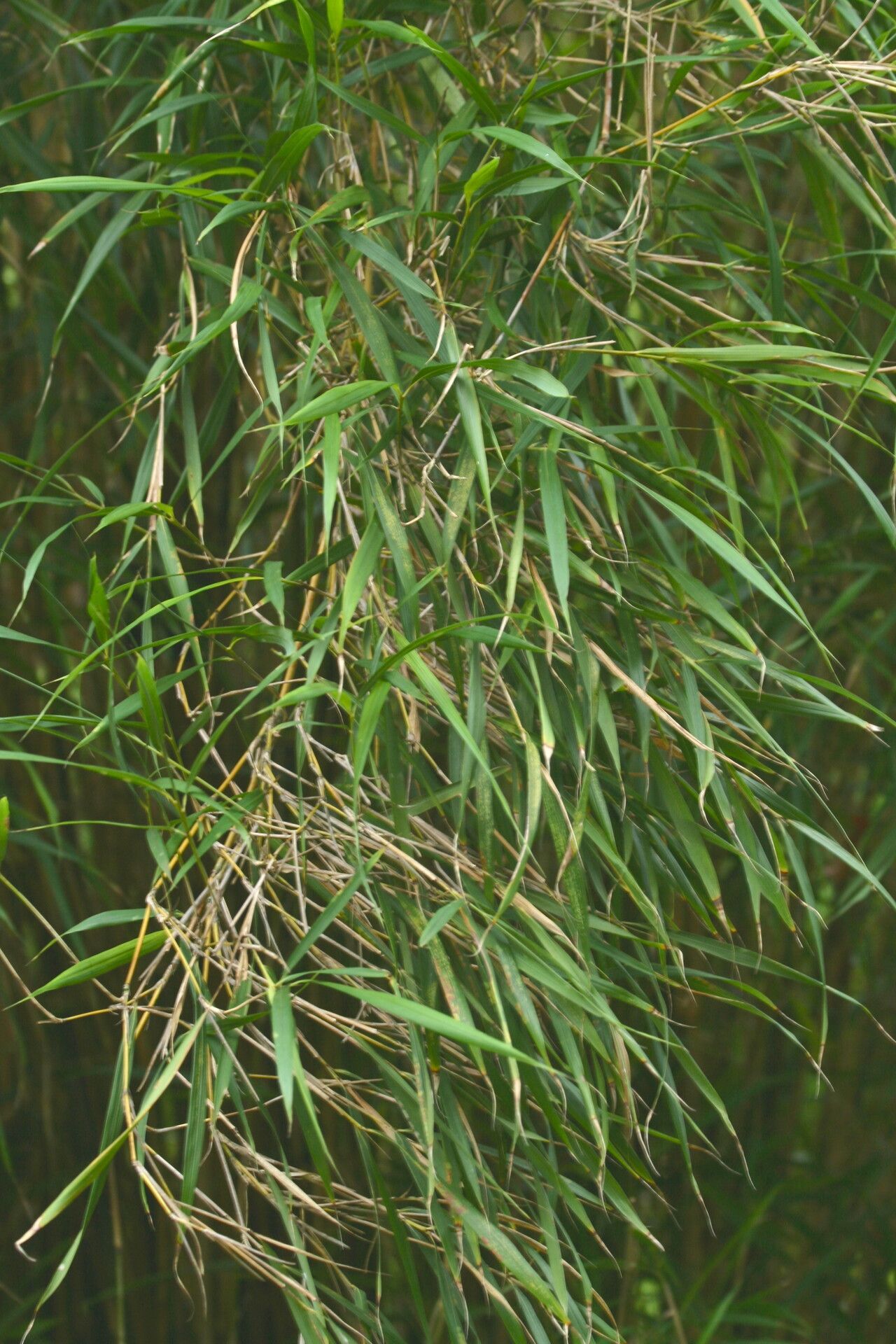 Pleioblastus linearis leaf