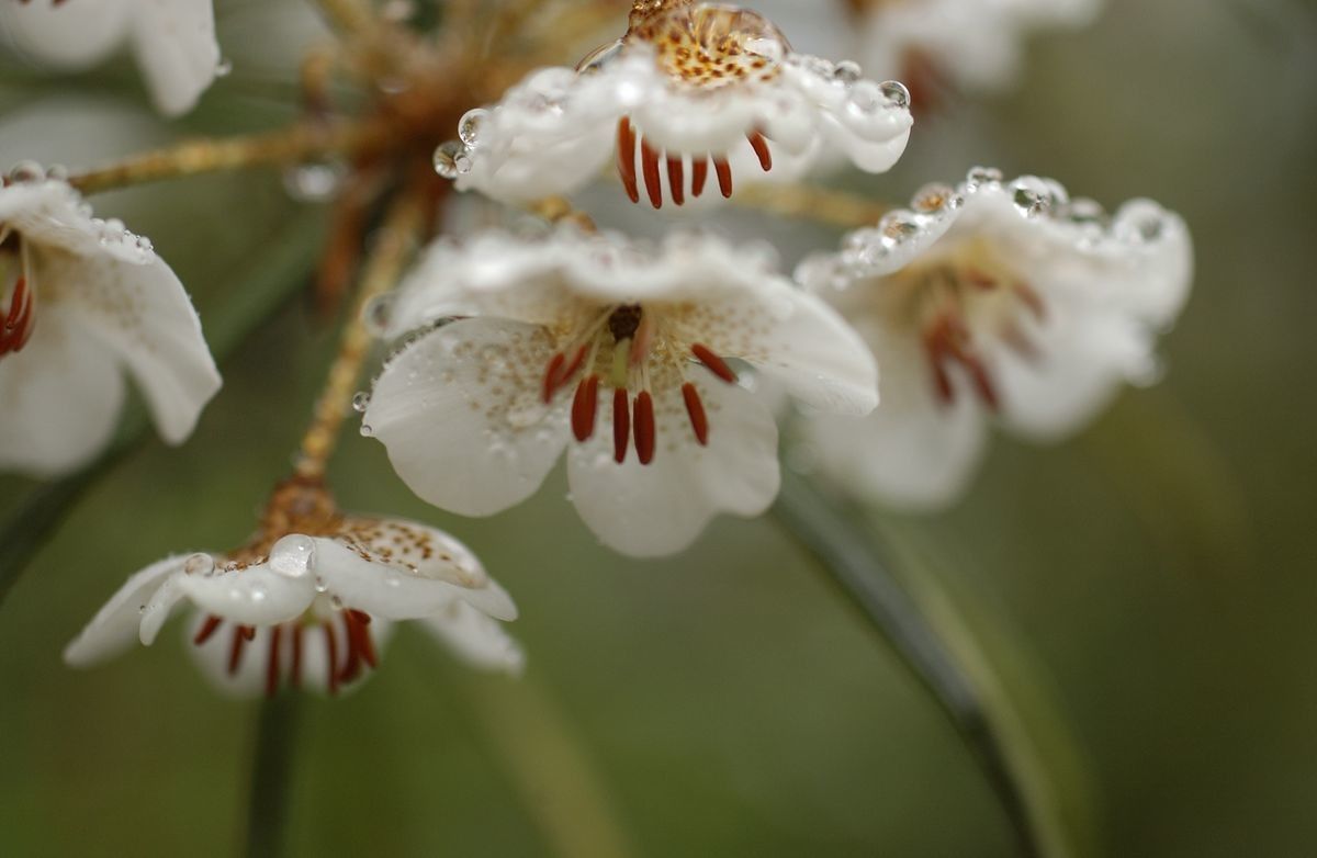Rhododendron himantodes flower