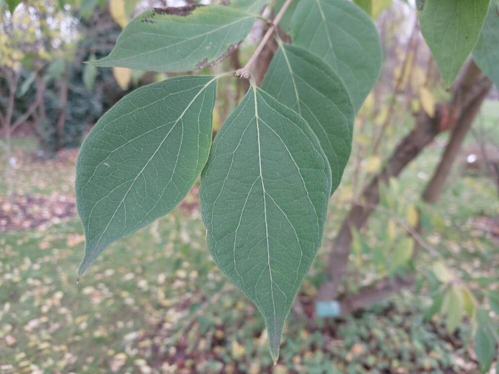 Lonicera quinquelocularis — search result for 'Lonicera'