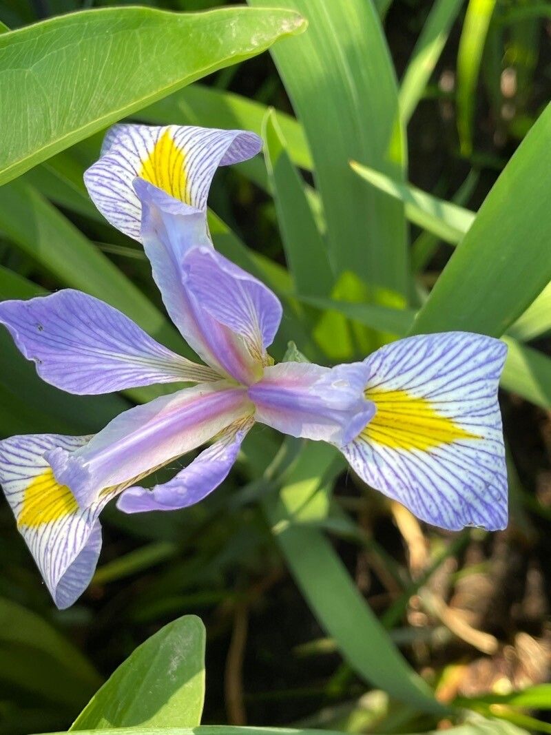 Iris virginica flower