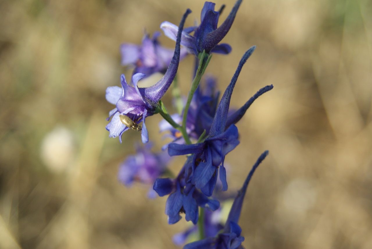 Delphinium gracile flower