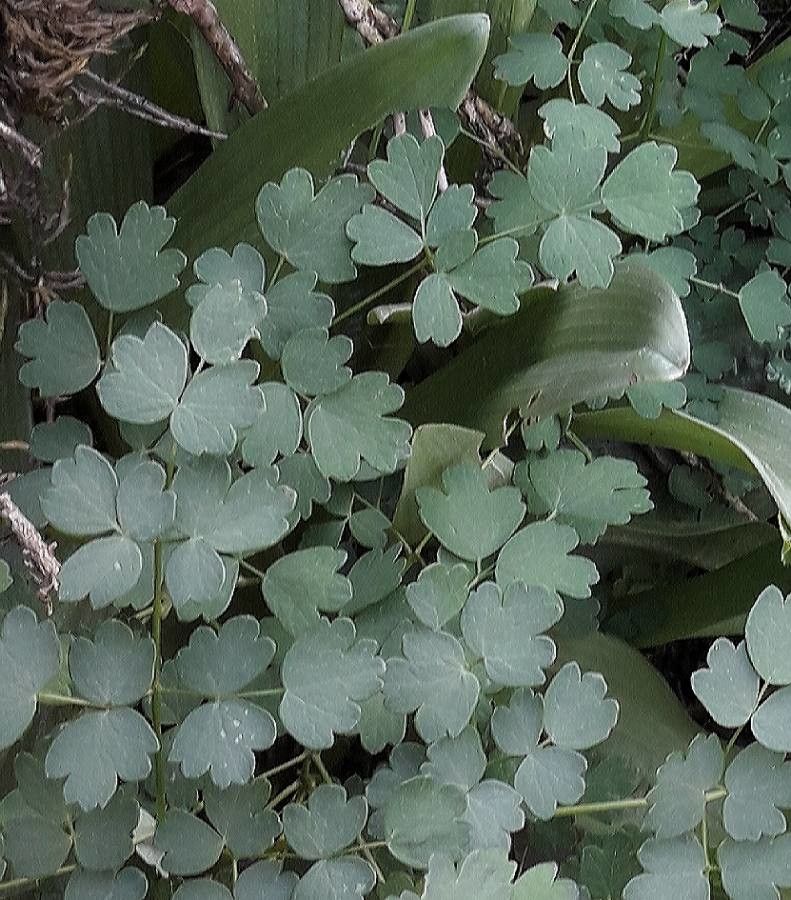 Thalictrum minus — houseplant care guide