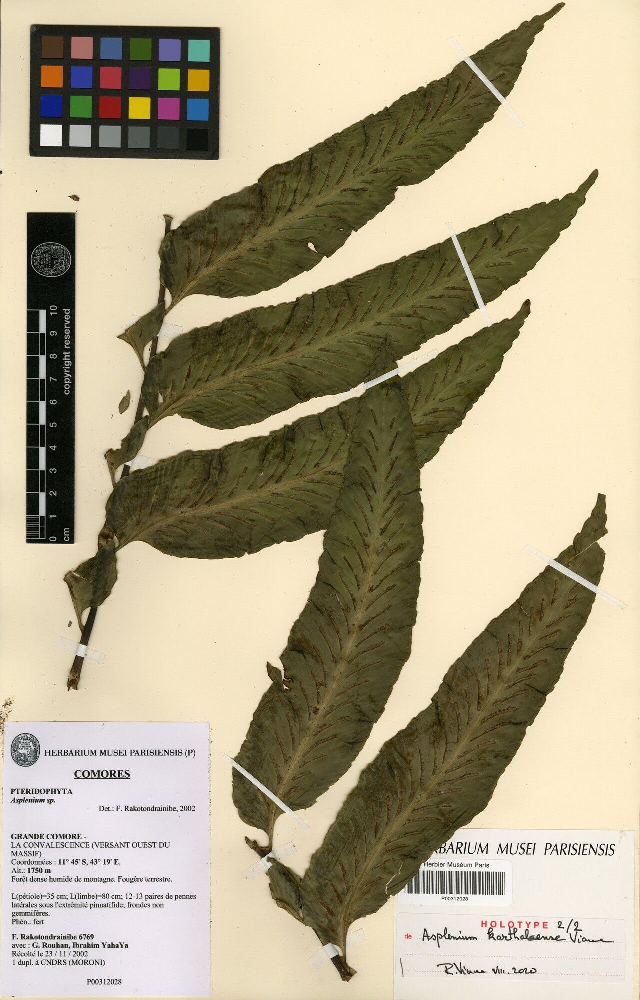 Asplenium karthalense — houseplant care guide