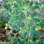 Medicago sativa