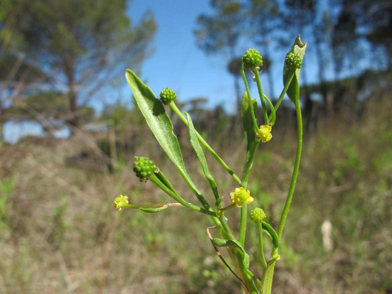 Ranunculus revelierei other