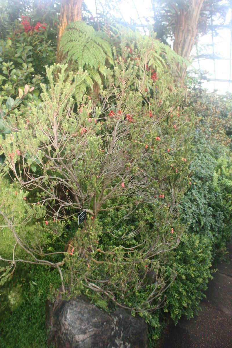 Rhododendron ericoides habit
