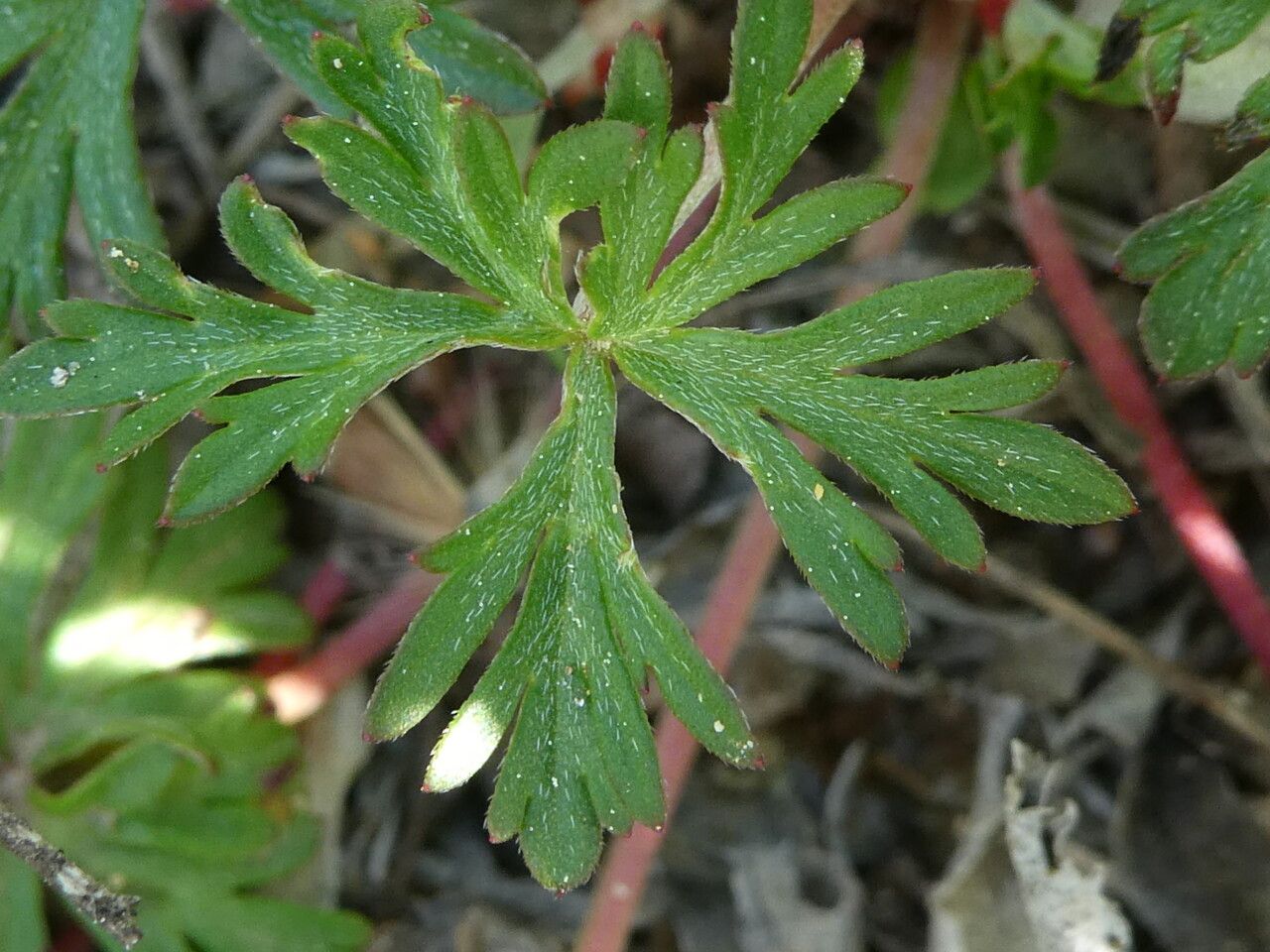 Geranium columbinum leaf