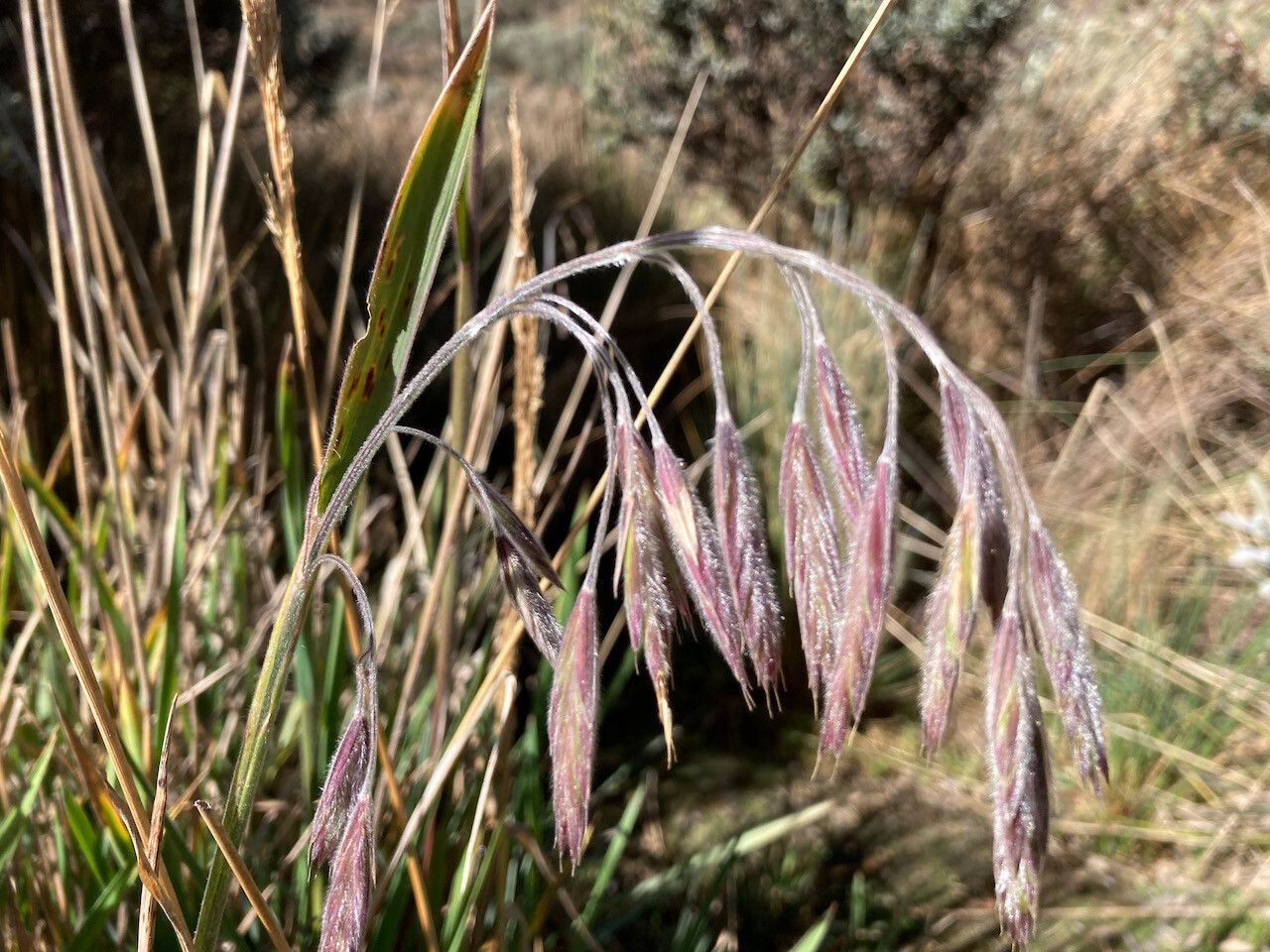 Bromus lanatus flower