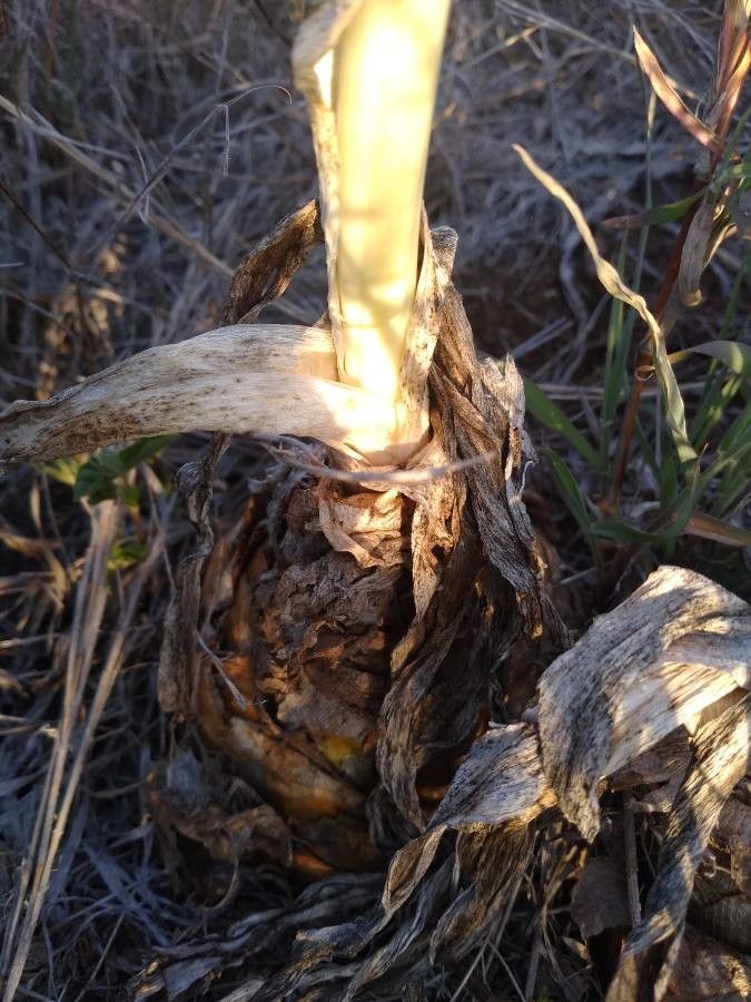 Drimia altissima flower