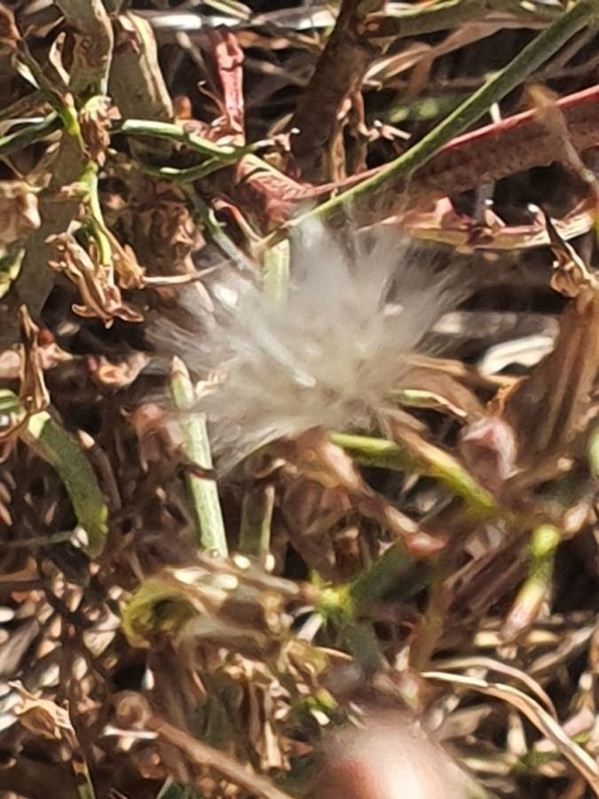 Launaea hafunensis fruit
