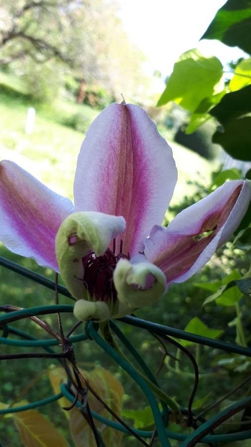 Vigna vexillata flower