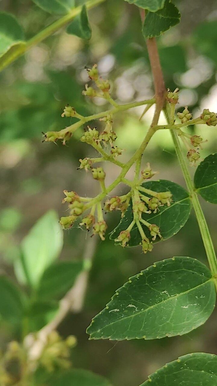 Zanthoxylum Simulans flower