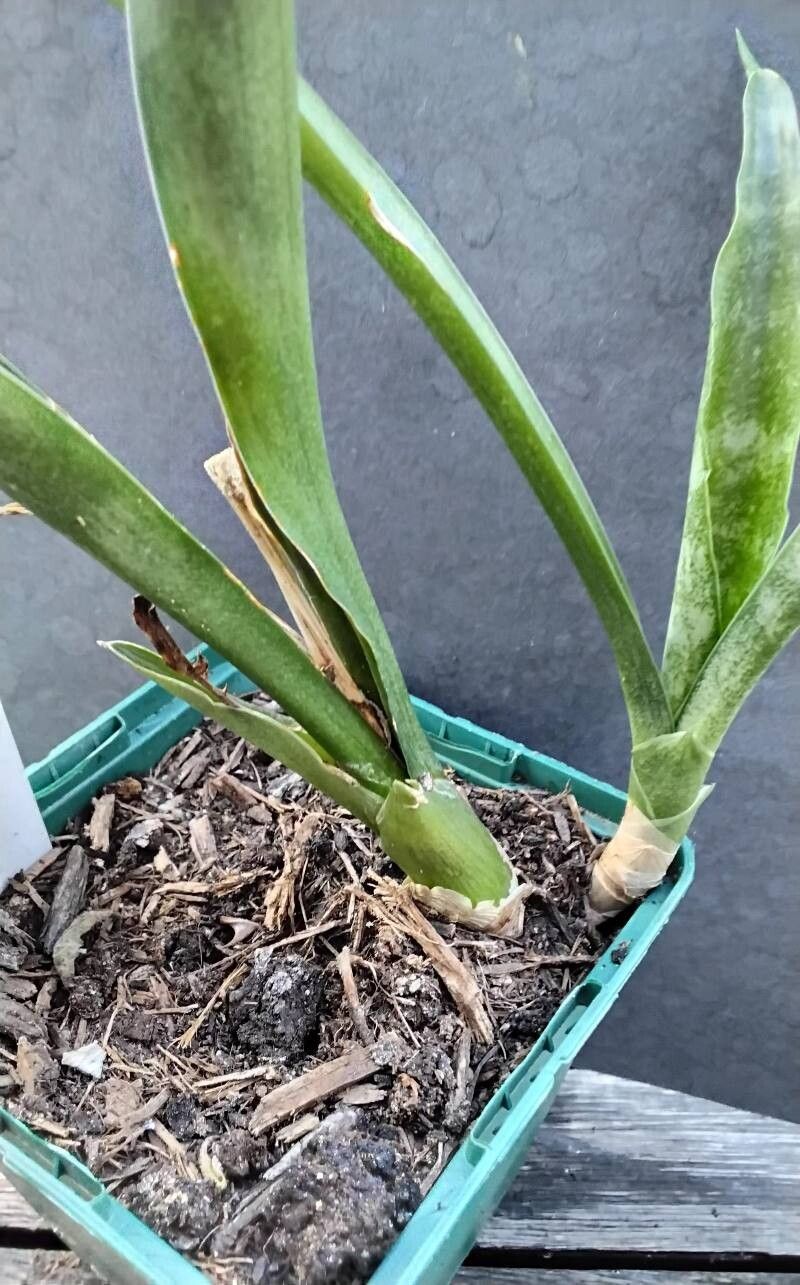 Dracaena dooneri habit