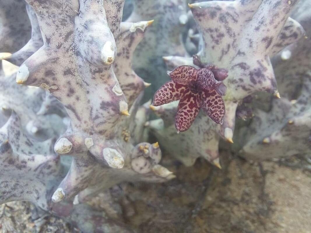 Quaqua pillansii — related species from the same genus