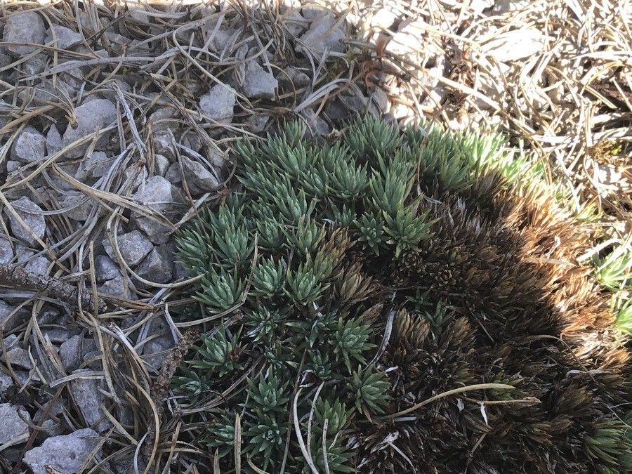 Saxifraga burseriana leaf