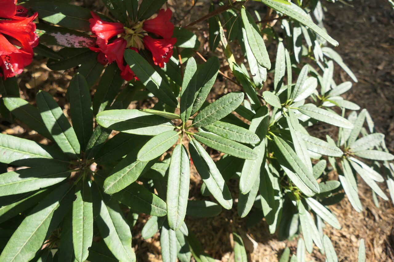 Rhododendron neriiflorum — houseplant care guide