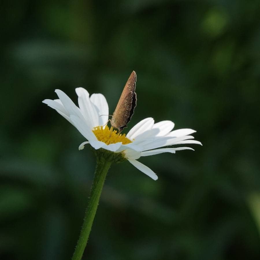 Leucanthemum halleri flower