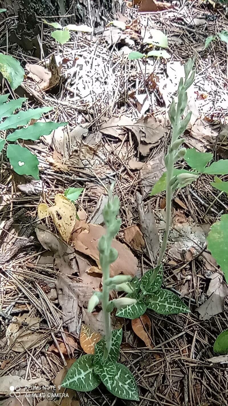 Goodyera schlechtendaliana — search result for 'Goodyera'