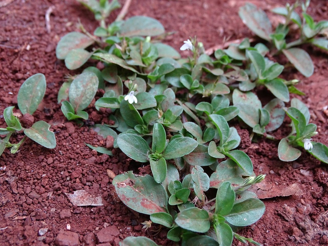 Justicia pilosella habit