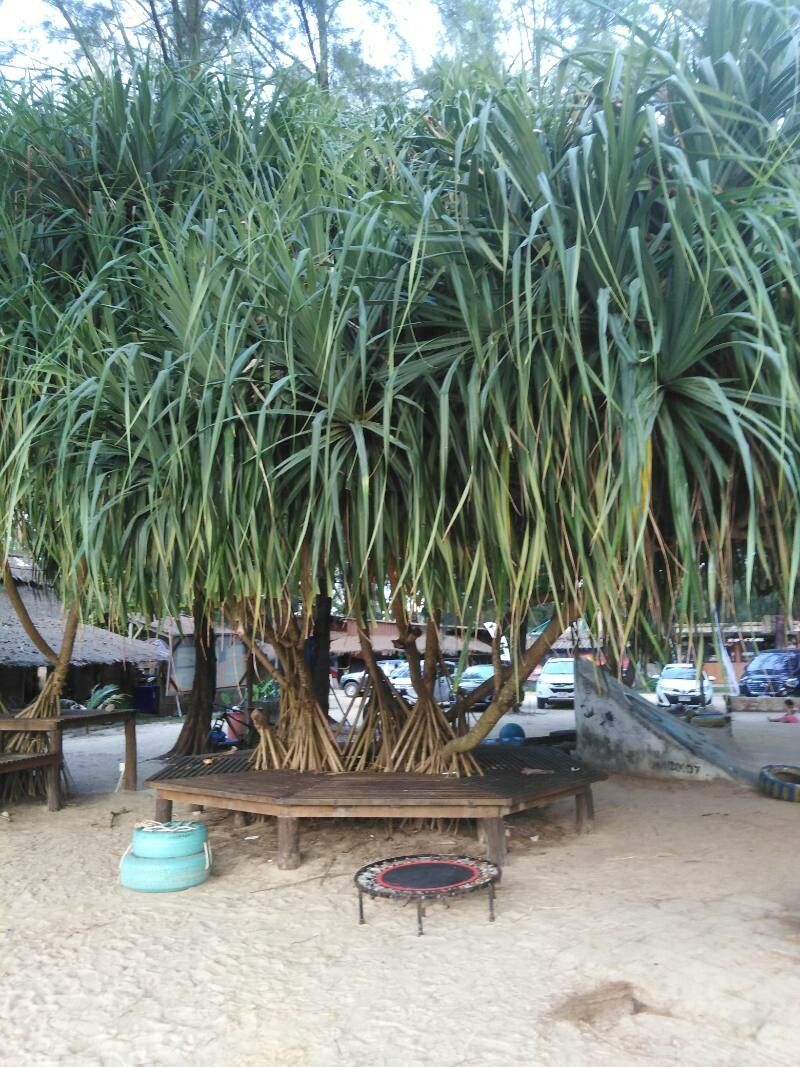 Pandanus krauelianus — search result for 'Pandanus'