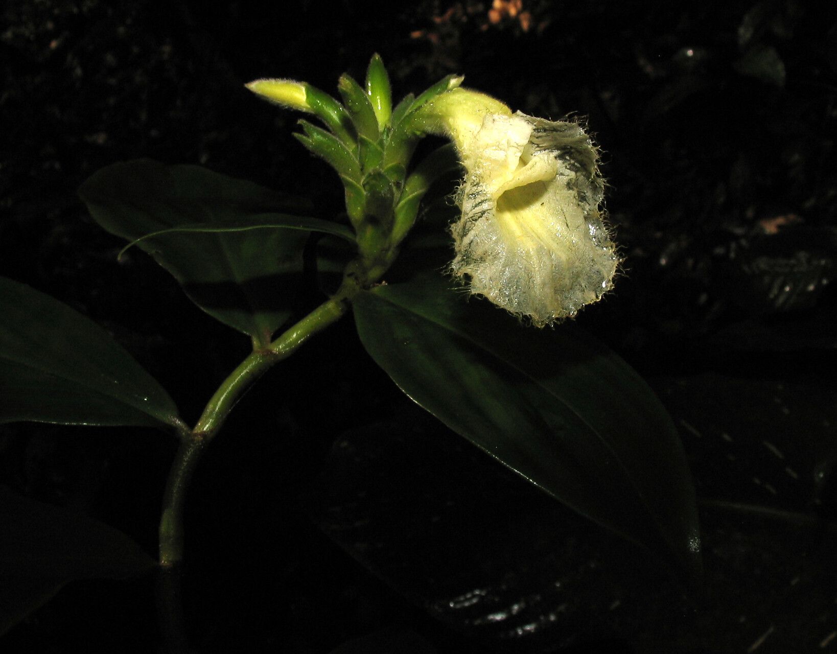 Chamaecostus congestiflorus flower