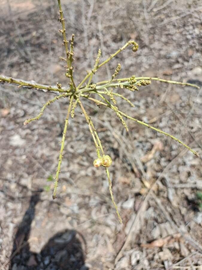 Lannea coromandelica — search result for 'Anacardiaceae'