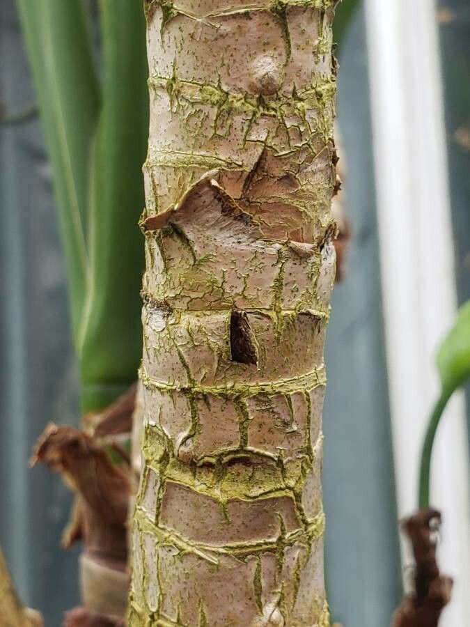 Aglaonema marantifolium bark