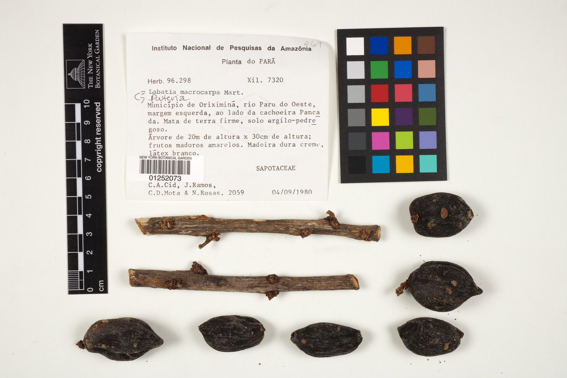 Pouteria macrocarpa flower