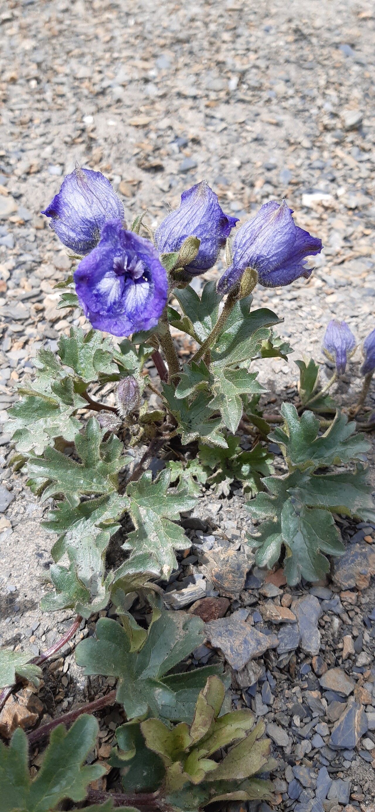 Delphinium brunonianum habit
