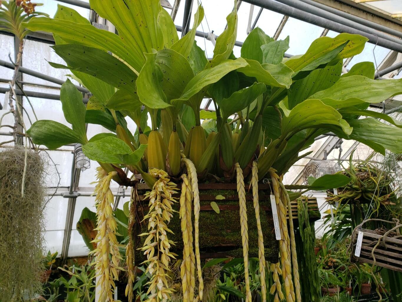 Coelogyne rochussenii habit