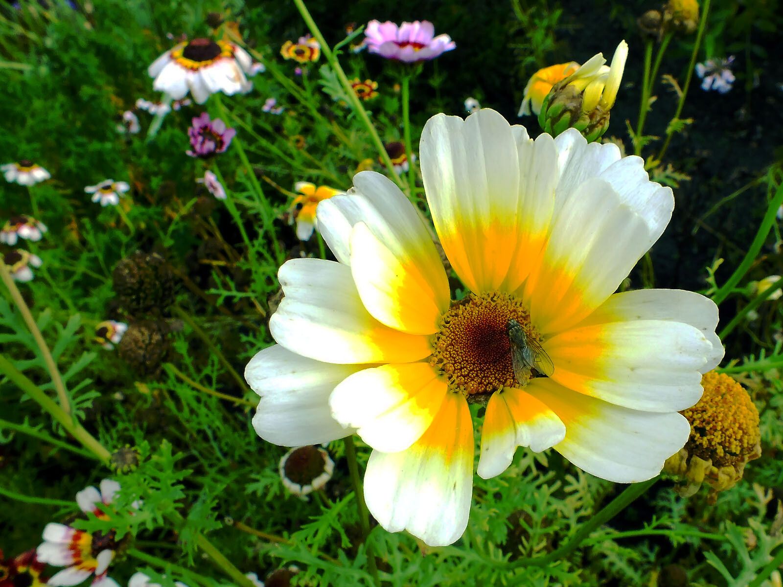 Ismelia carinata flower