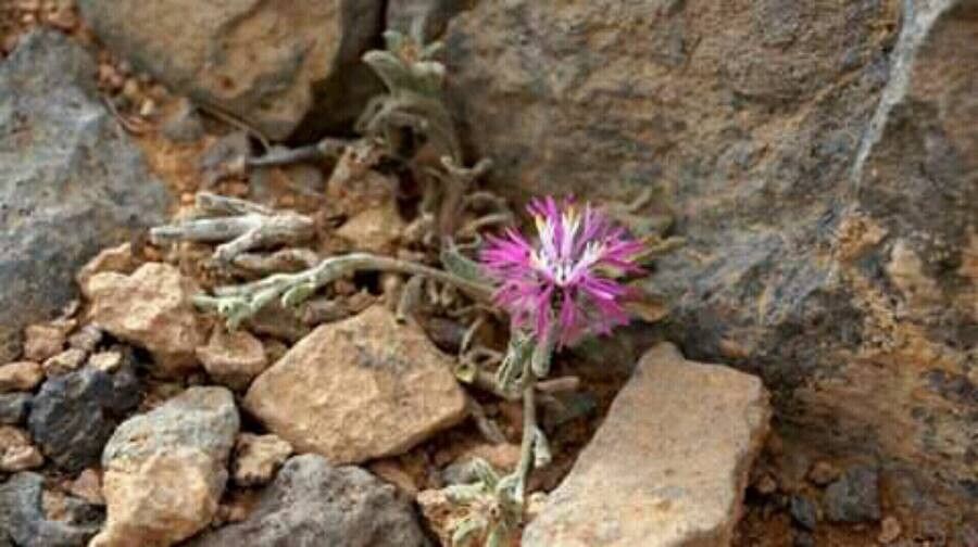 Centaurea ammocyanus — houseplant care guide