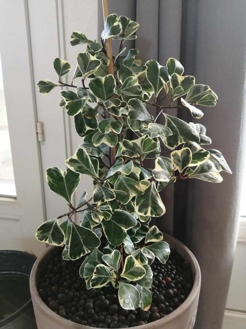 Ficus triangularis habit