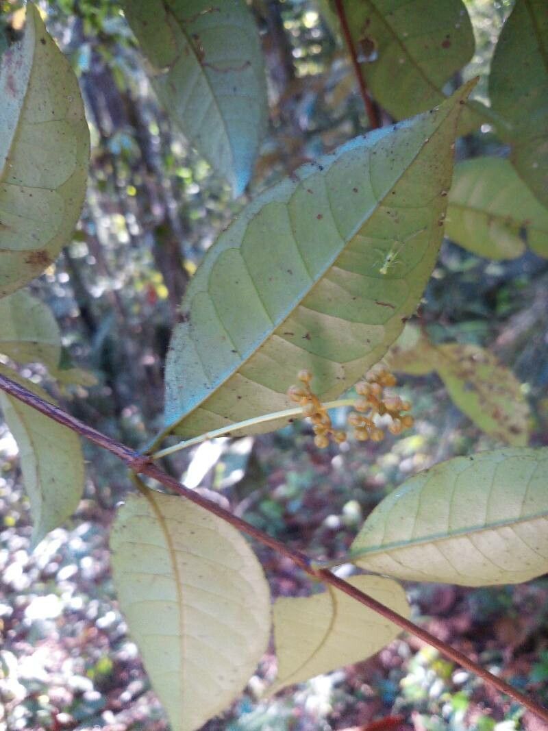Vismia ramuliflora flower