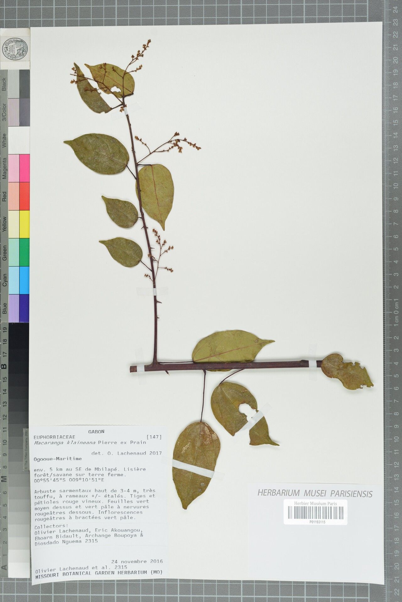 Macaranga klaineana — houseplant care guide