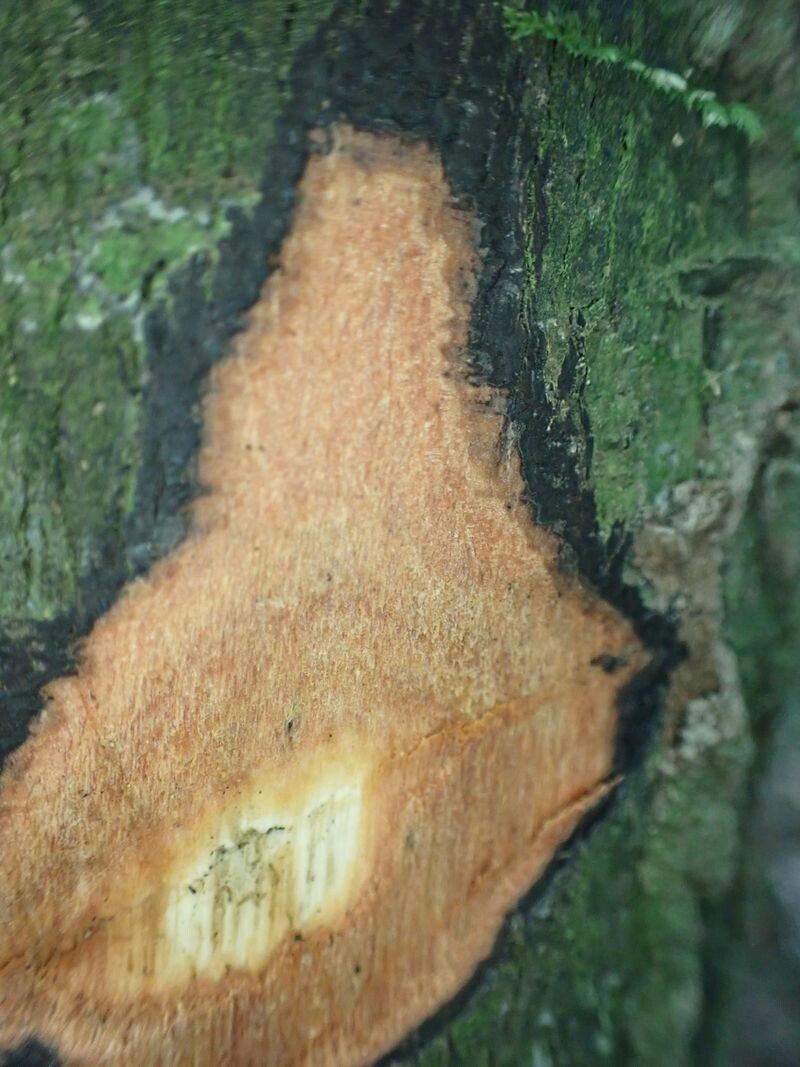 Diospyros iturensis bark