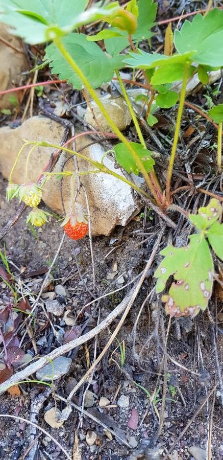 Fragaria virginiana fruit