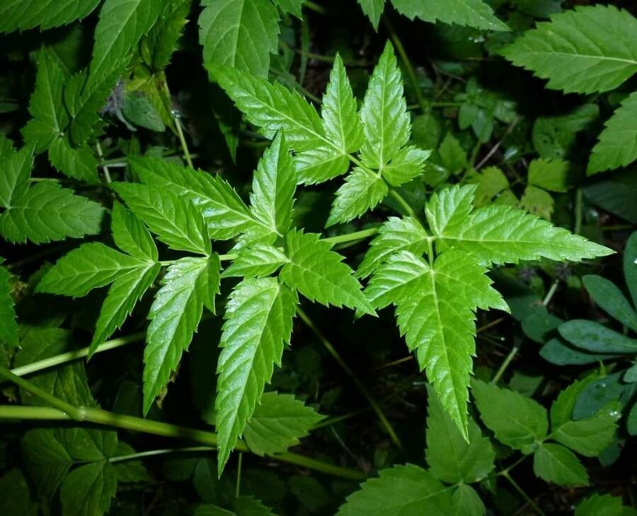 Peucedanum aegopodioides — related species from the same genus