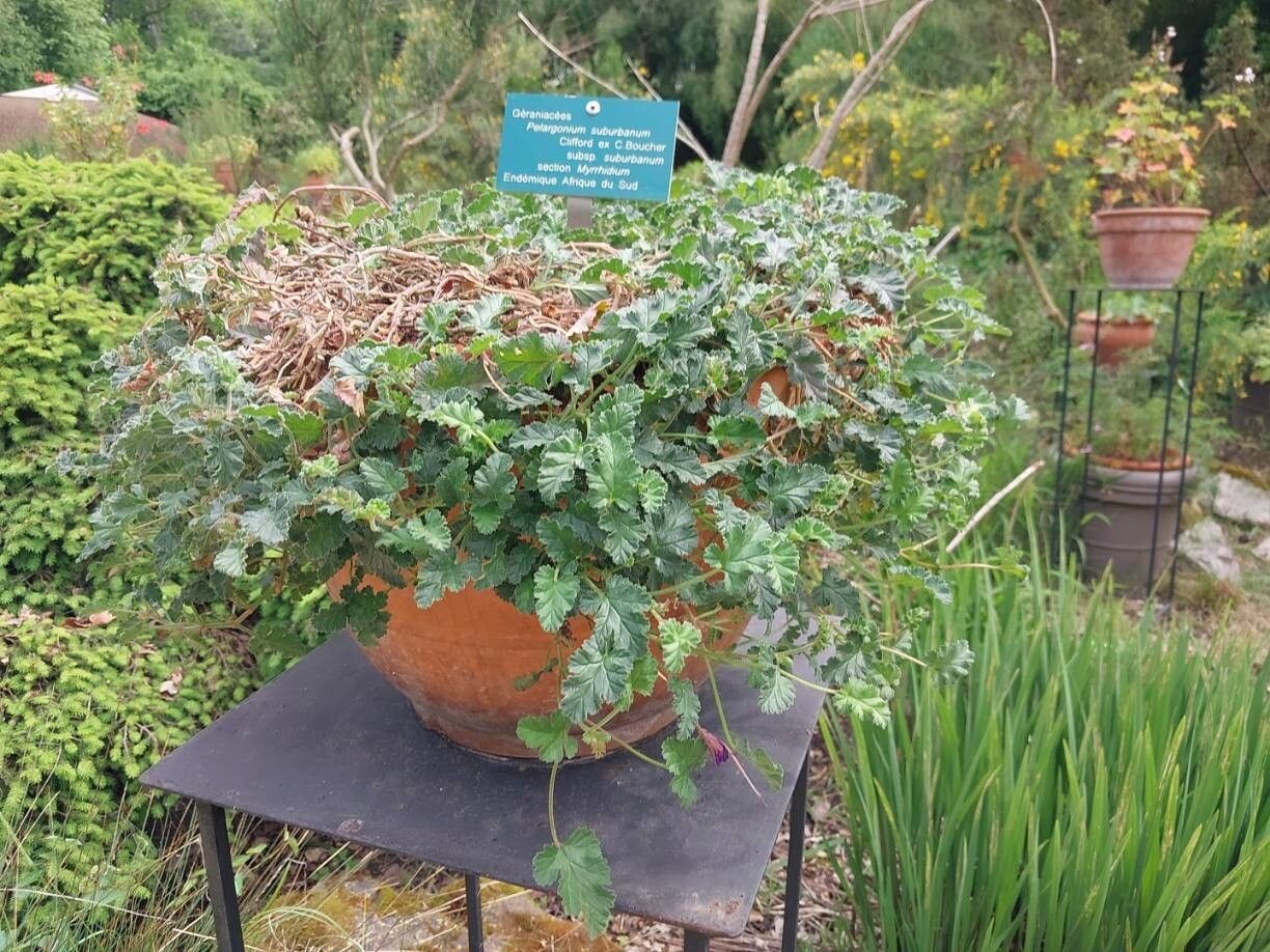 Pelargonium suburbanum habit