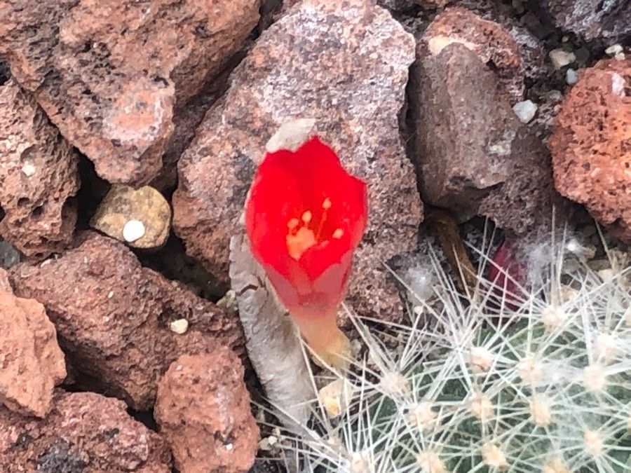Rebutia deminuta flower