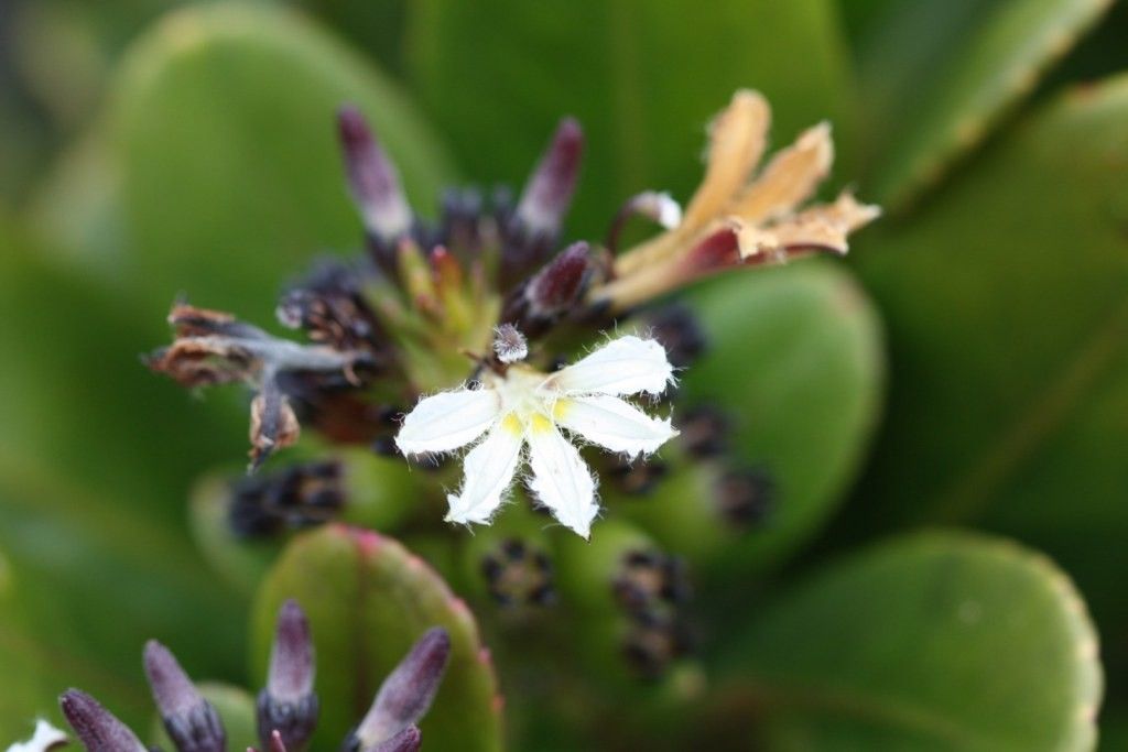 Scaevola macropyrena — search result for 'Scaevola'