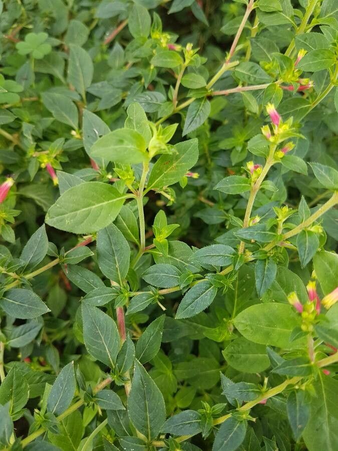 Cuphea procumbens leaf