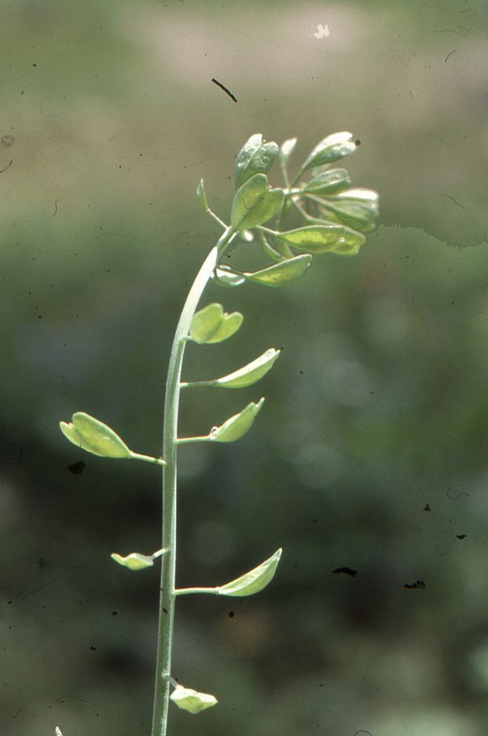 Noccaea alpestris fruit