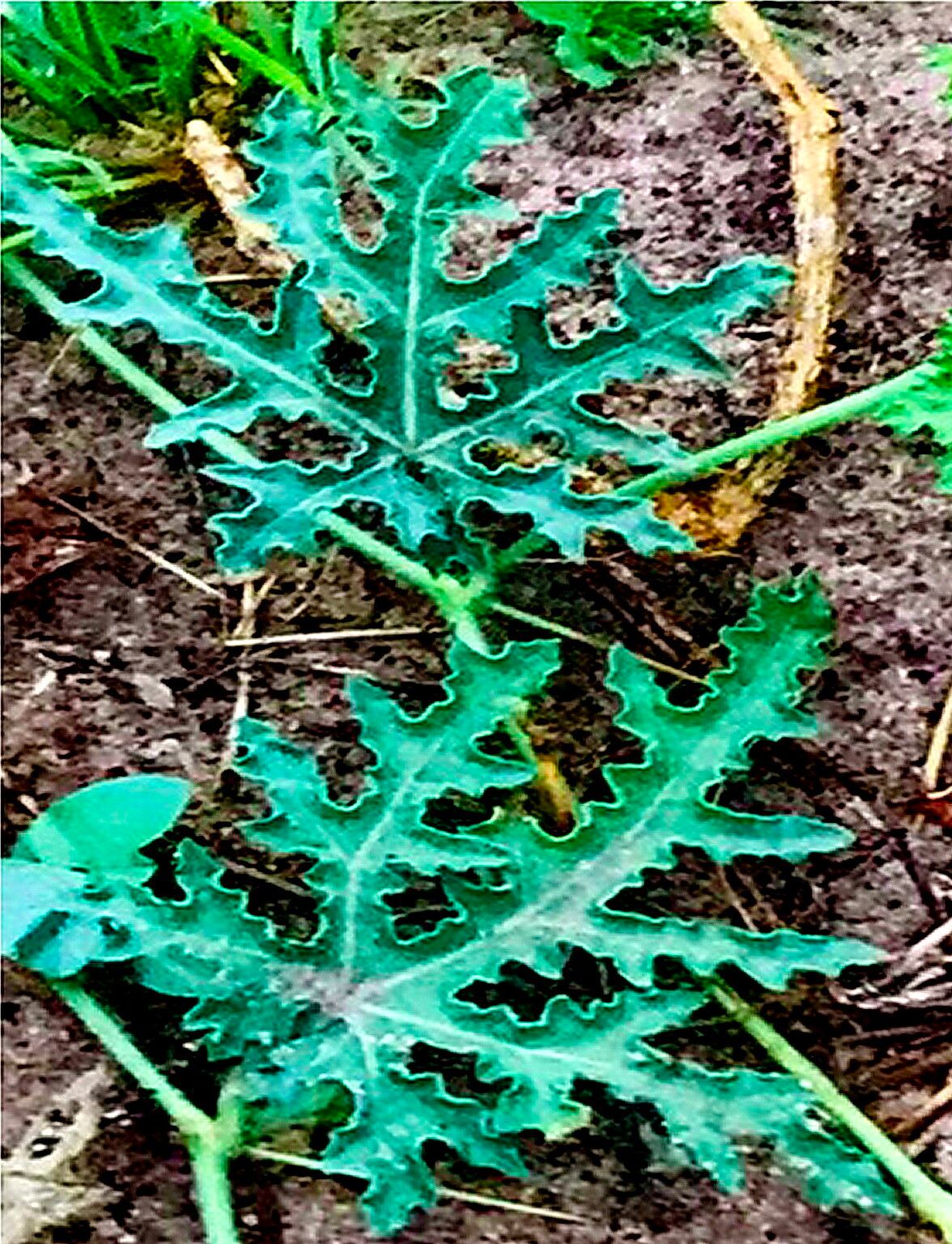 Citrullus naudinianus