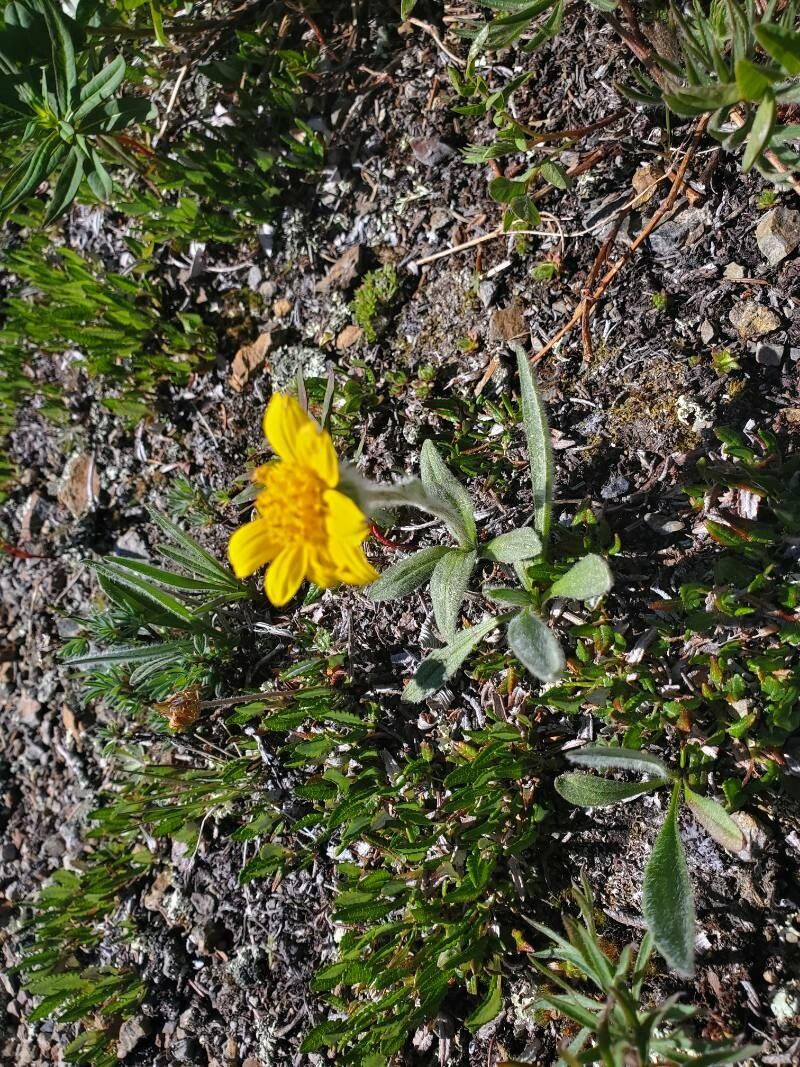 Arnica cordifolia habit