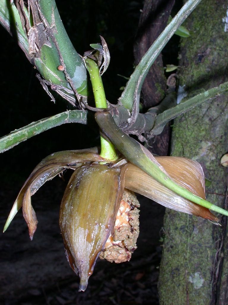 Asplundia multistaminata fruit